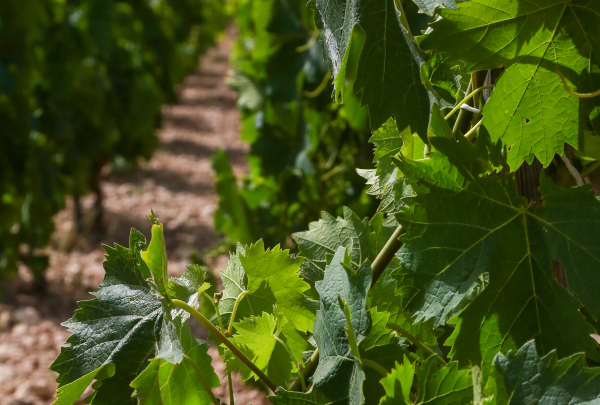 Vinos del Etna: ¿Cómo influyen los elementos naturales en los viñedos?